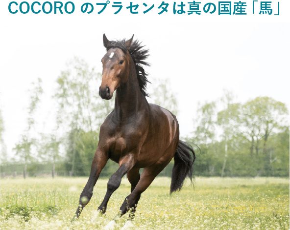 COCOROのプラセンタは真の国産「馬」